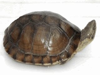 黄喉拟水龟养殖信息