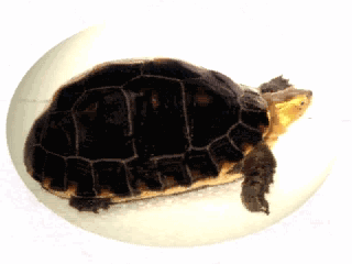 金头龟养殖信息